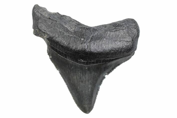 Serrated, Juvenile Megalodon Tooth - South Carolina #370187